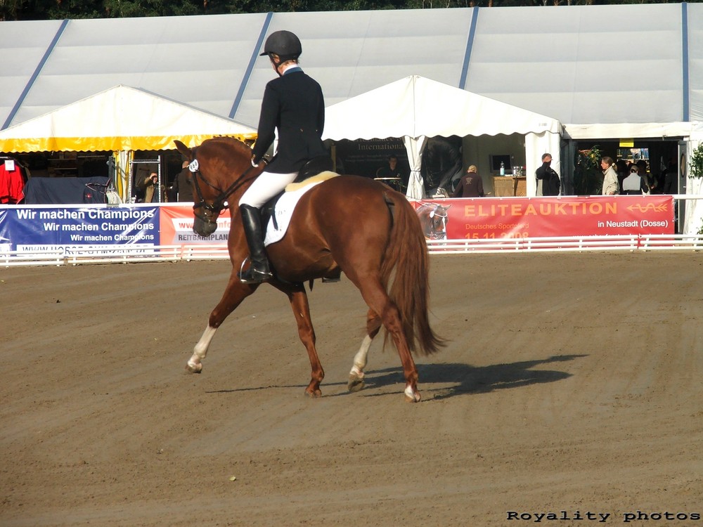 Bundeschampionat 2008 - fuchshengst