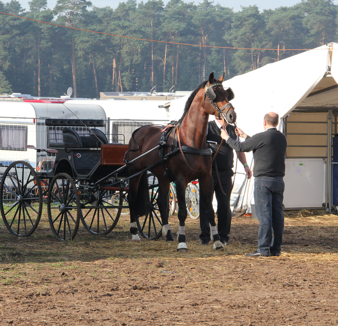 Bundeschampionat Warendorf 2010