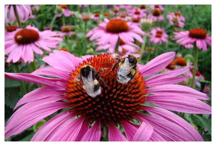 Bundesgartenschau Bienen