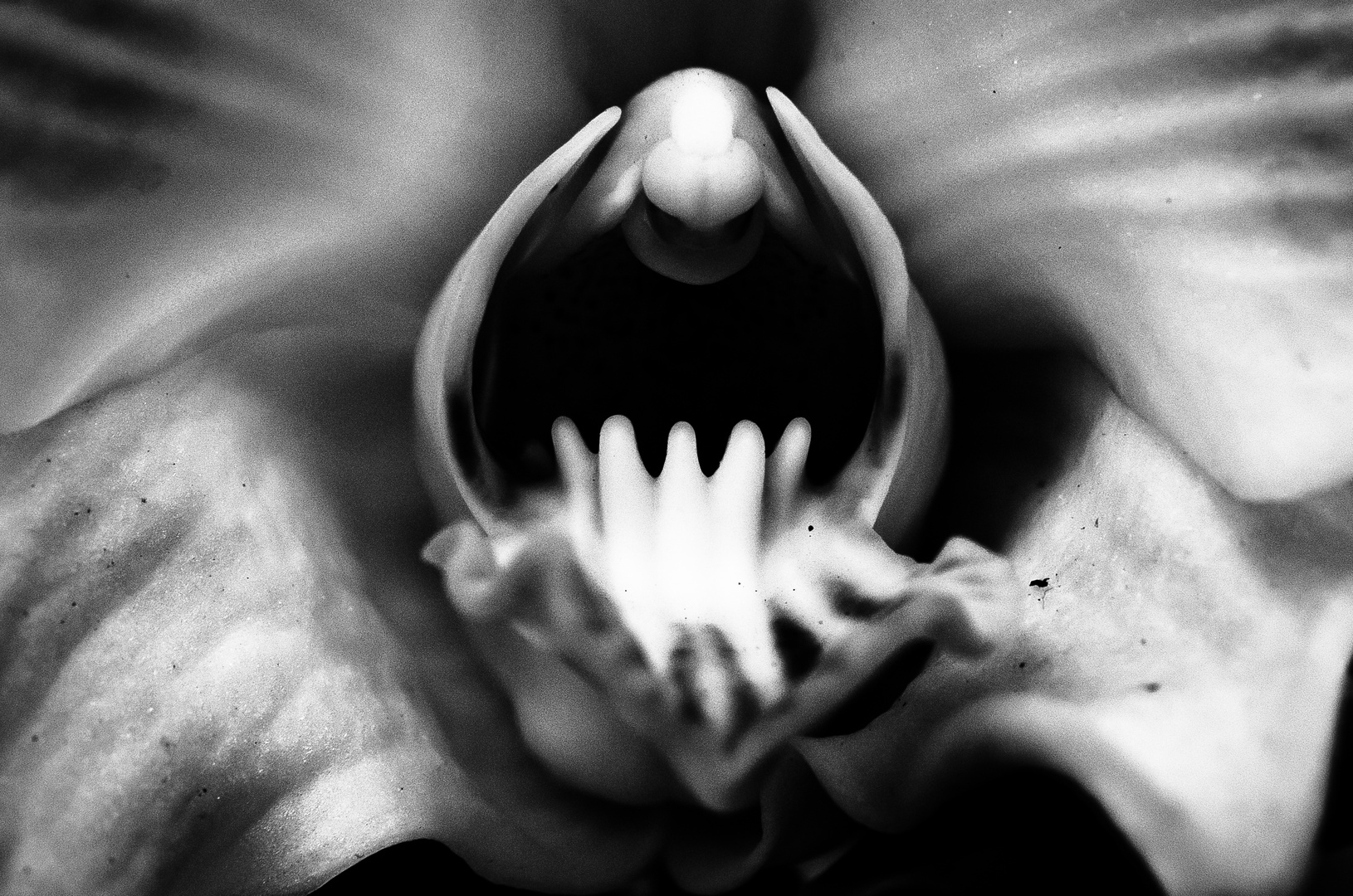 Bundesgartenschau - Monster Orchidee