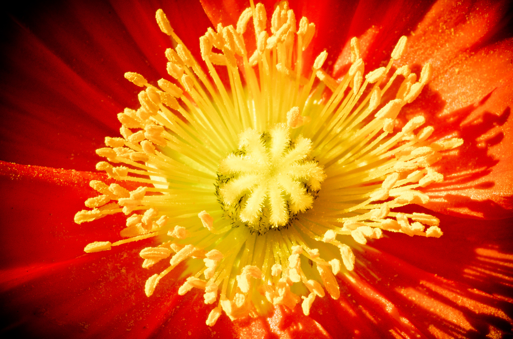 Bundesgartenschau - Ne Blüte mit Makro