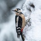 Bundspecht im Winter