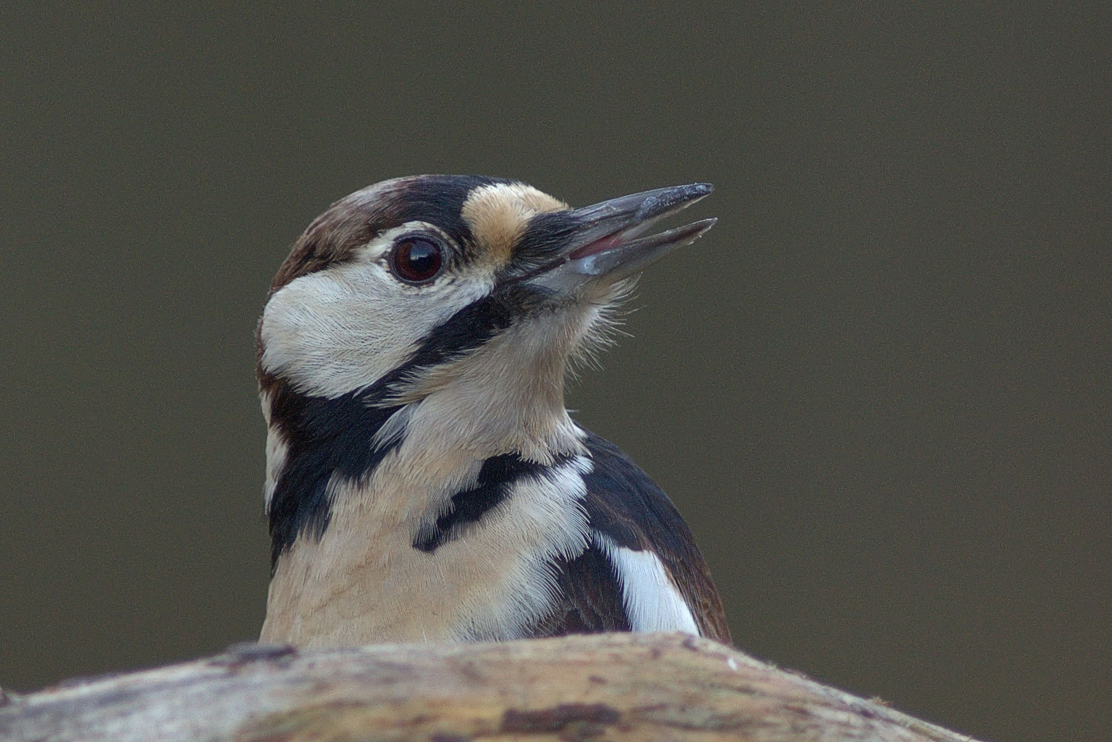 Bundspecht Portrait