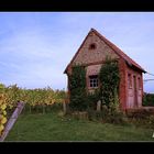 Bungalow in den Elsässer Weinbergen :-))