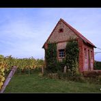 Bungalow in den Elsässer Weinbergen :-))