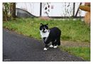 Bungalow-Kater aus der Rhön ... by Foto-Gräfin-Siegel 