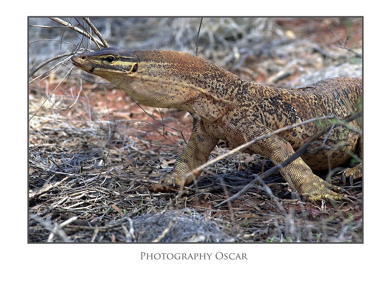 Bungara Lizzard