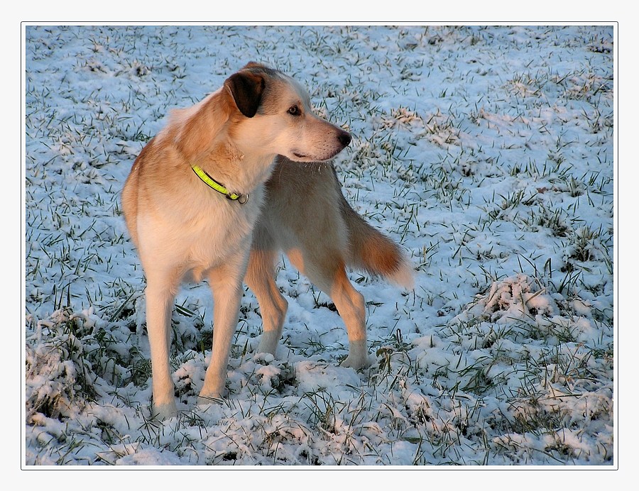 Bungee im Schnee