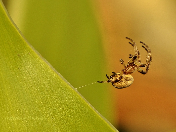 Bungee-jumping? ;)