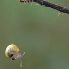 Bungee Jumping