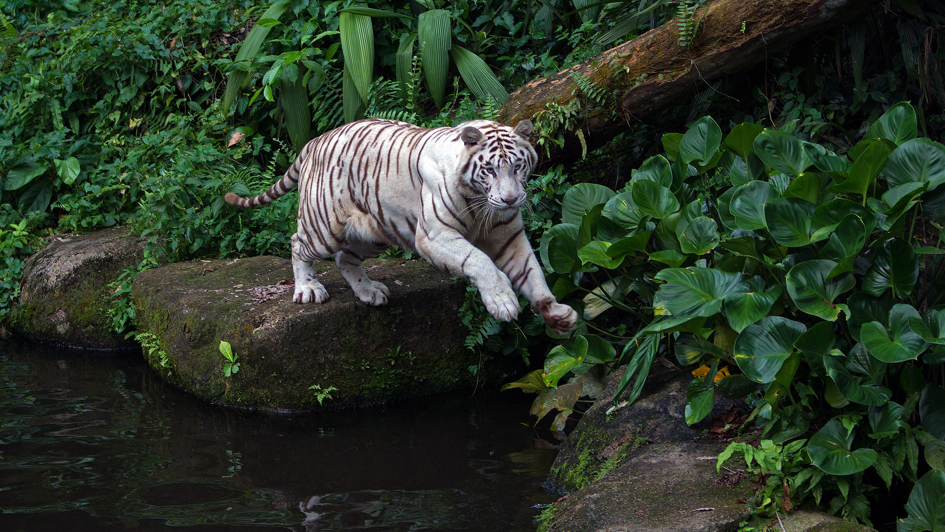 Bungle in the Jungle Foto & Bild asien, natur, tiere Bilder auf