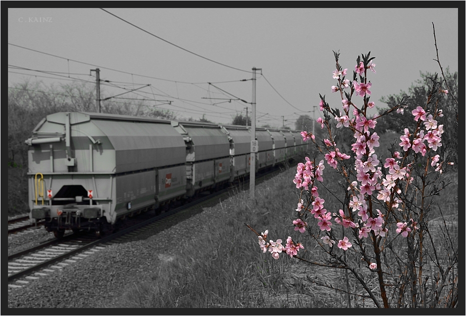 Bunkerzug mit Blüten