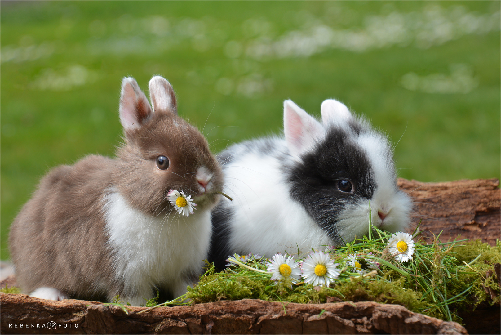 Bunnies