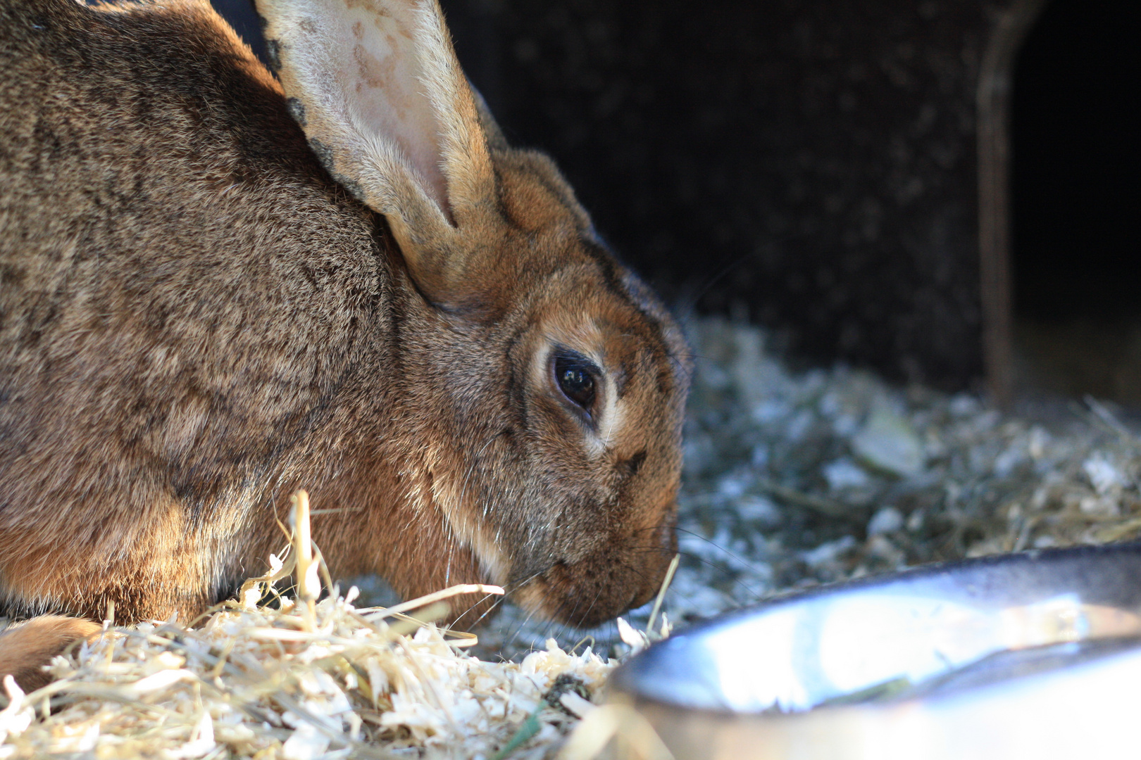 Bunny