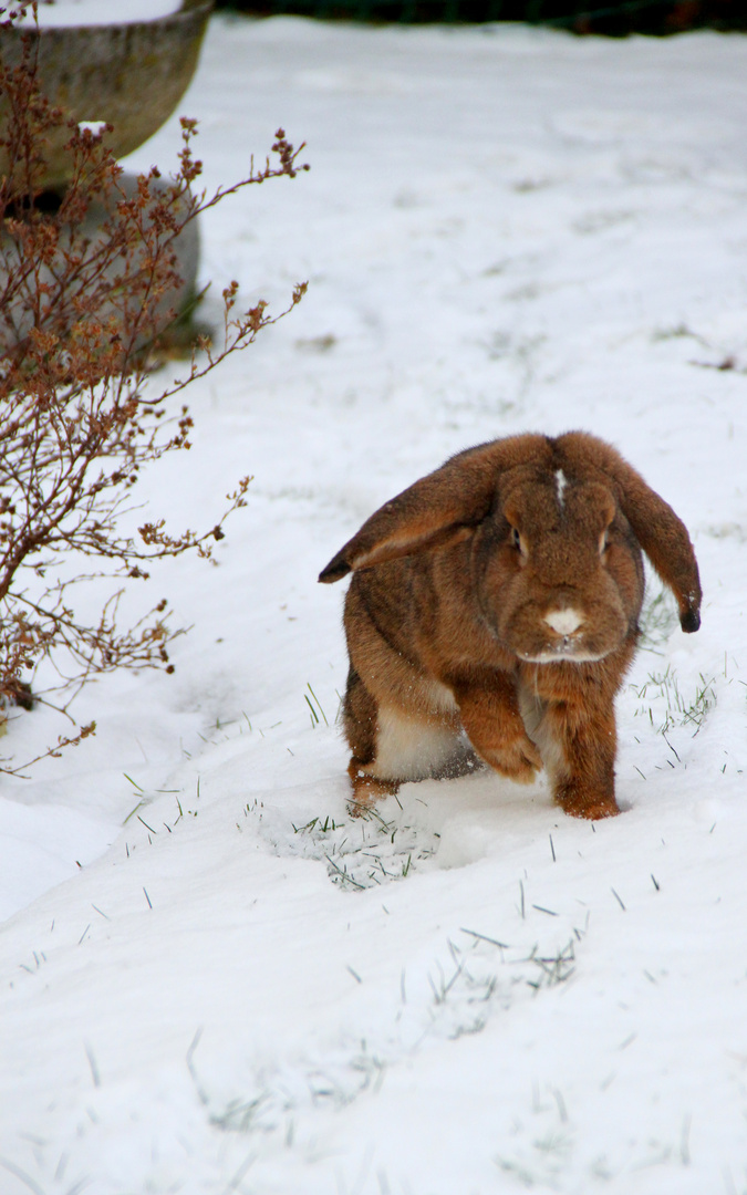 Bunny