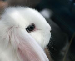 Bunny