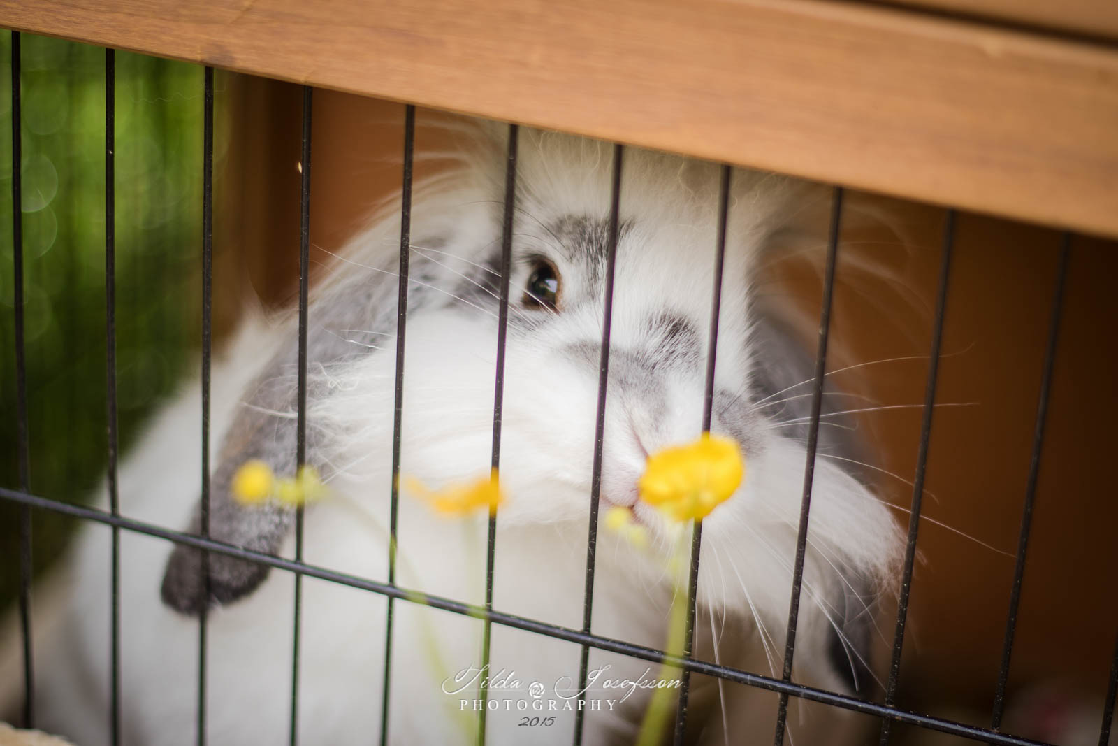 Bunny caged