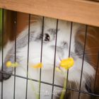 Bunny caged