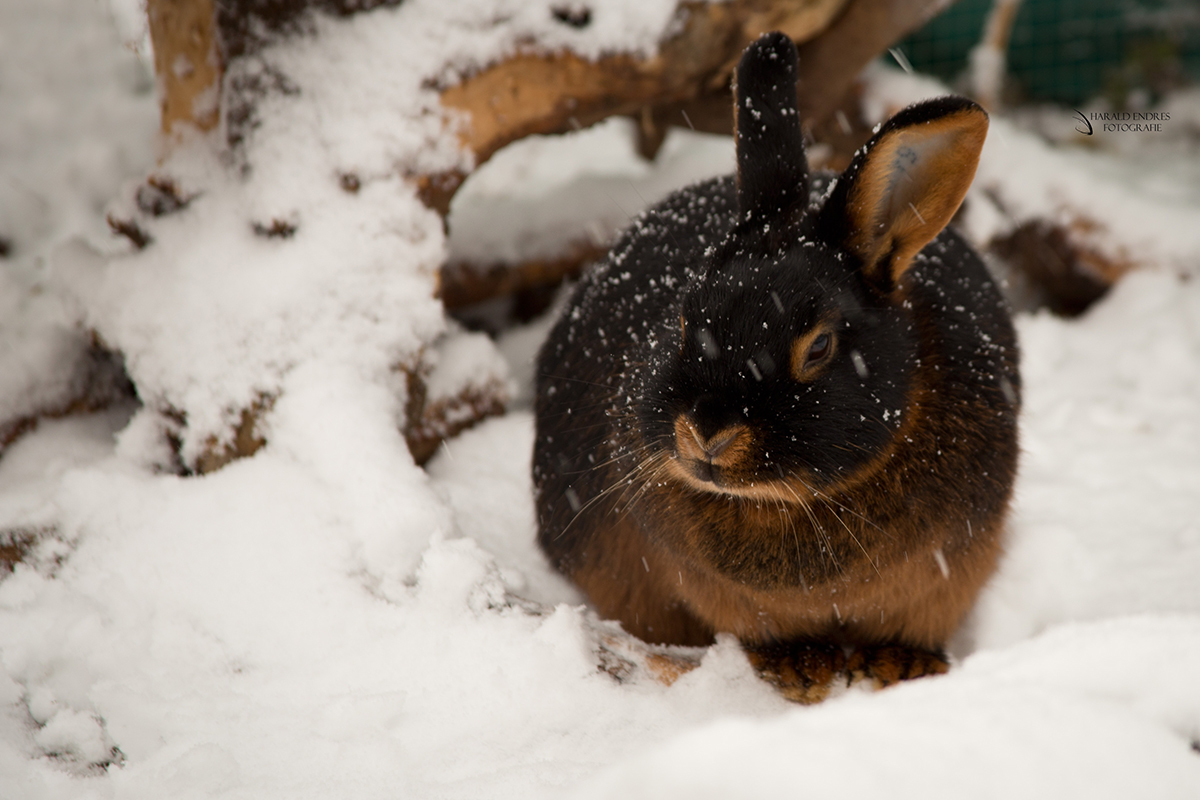 Bunny