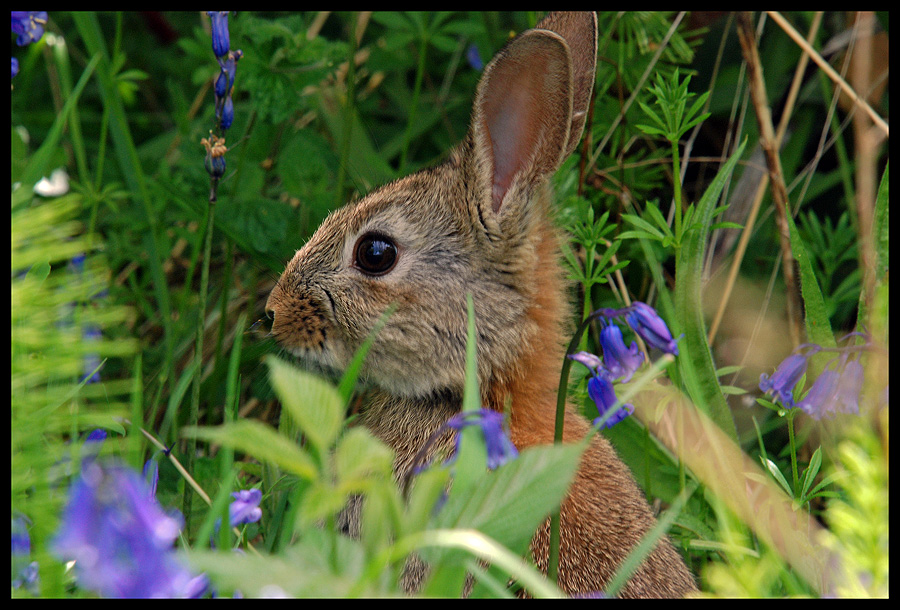 Bunny Rabbit