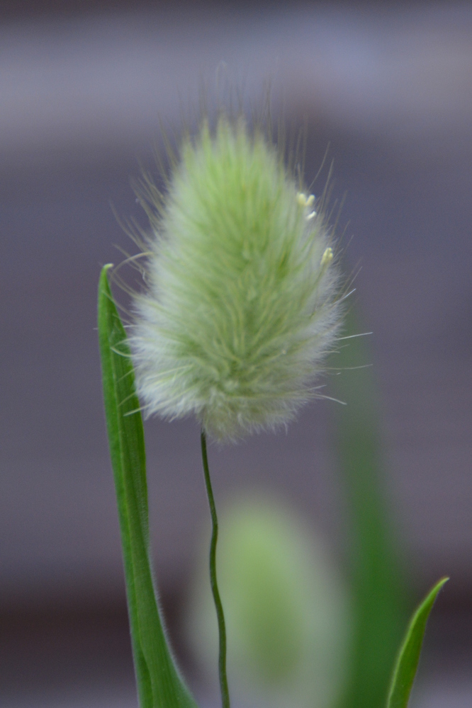 "Bunny Tails"