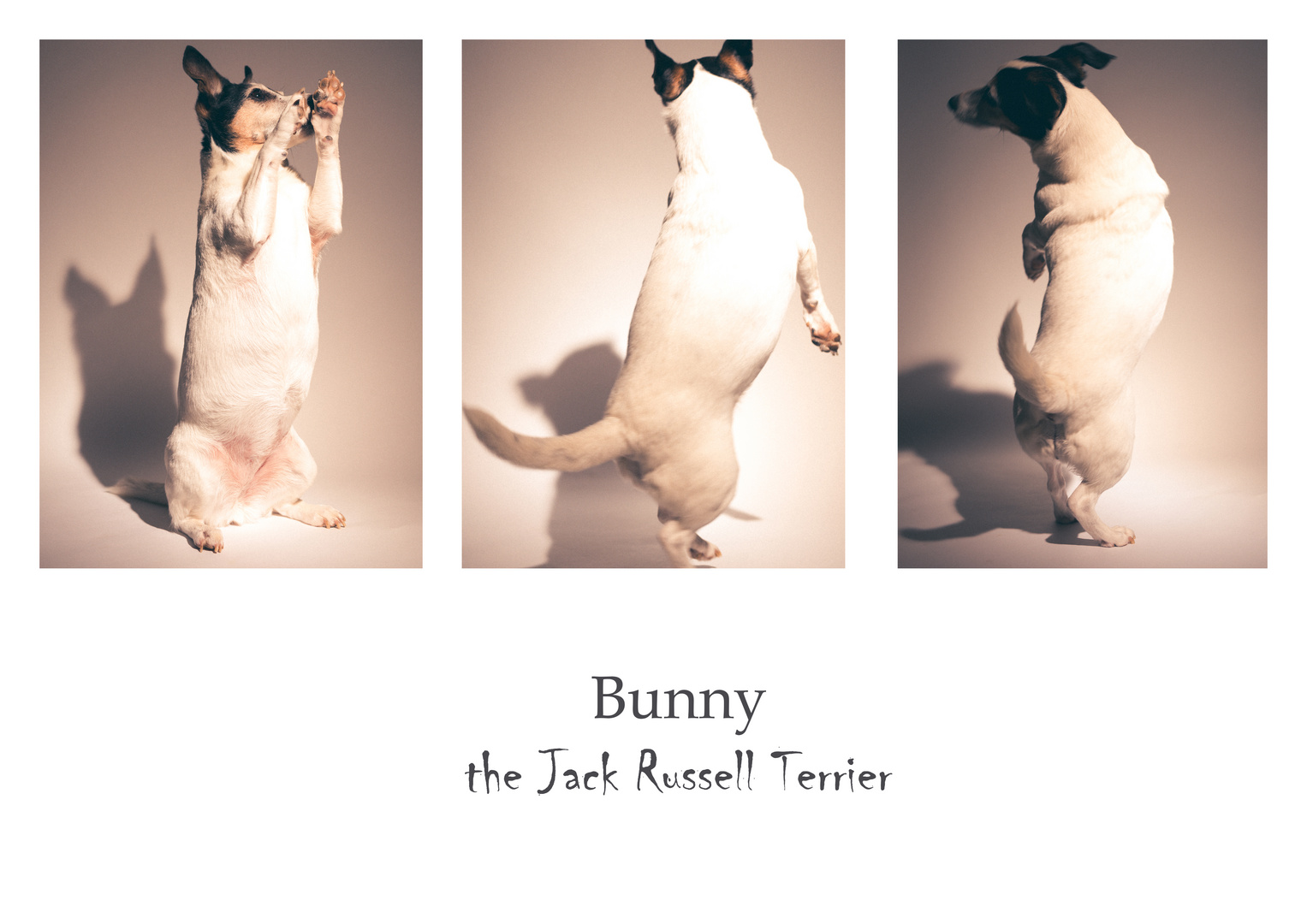 Bunny the Jack Russell Terrier