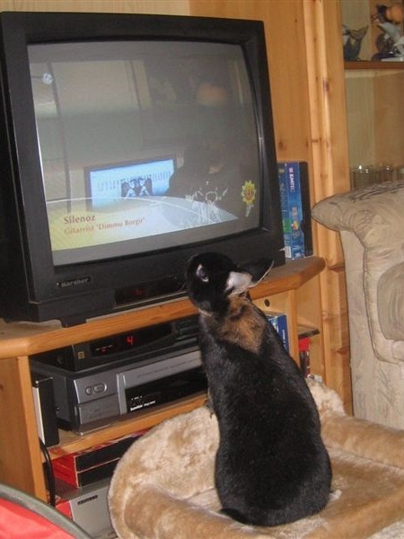 bunny-tv