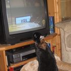 bunny-tv