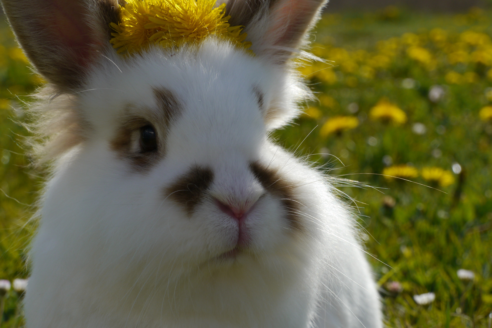 Bunny with dandelions