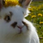 Bunny with dandelions