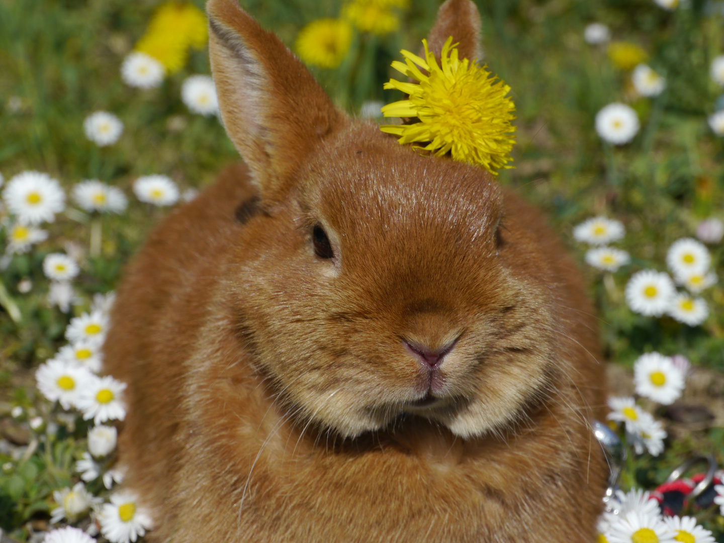 Bunny with dandelions Foto & Bild tiere, haustiere, natur Bilder auf