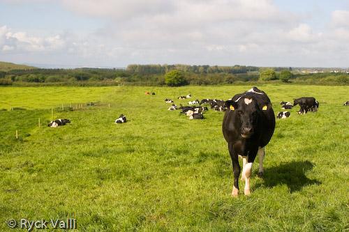 Bunratty 's meadows