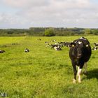 Bunratty 's meadows