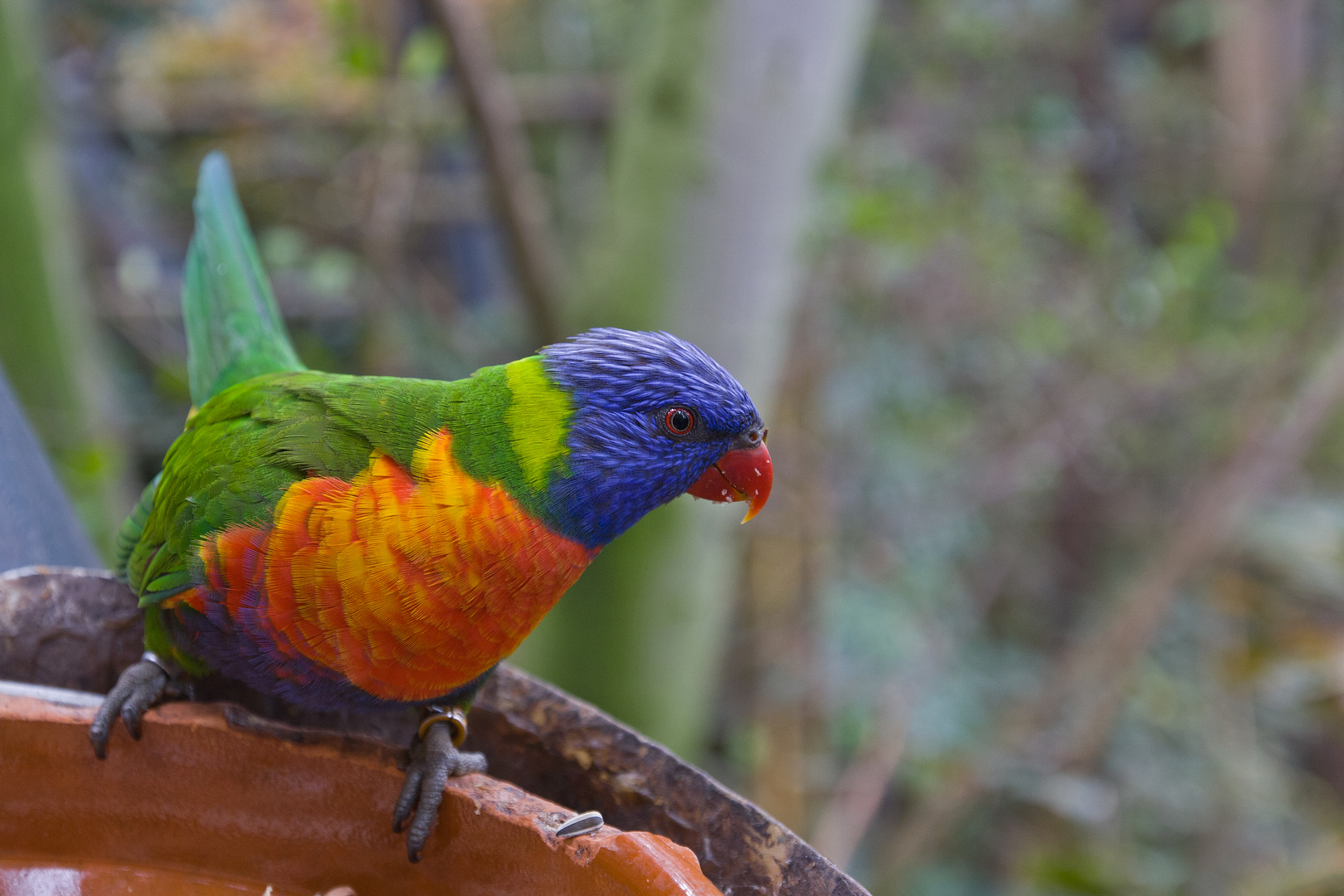 Bunt Foto & Bild | tiere, zoo, wildpark & falknerei, vögel Bilder auf