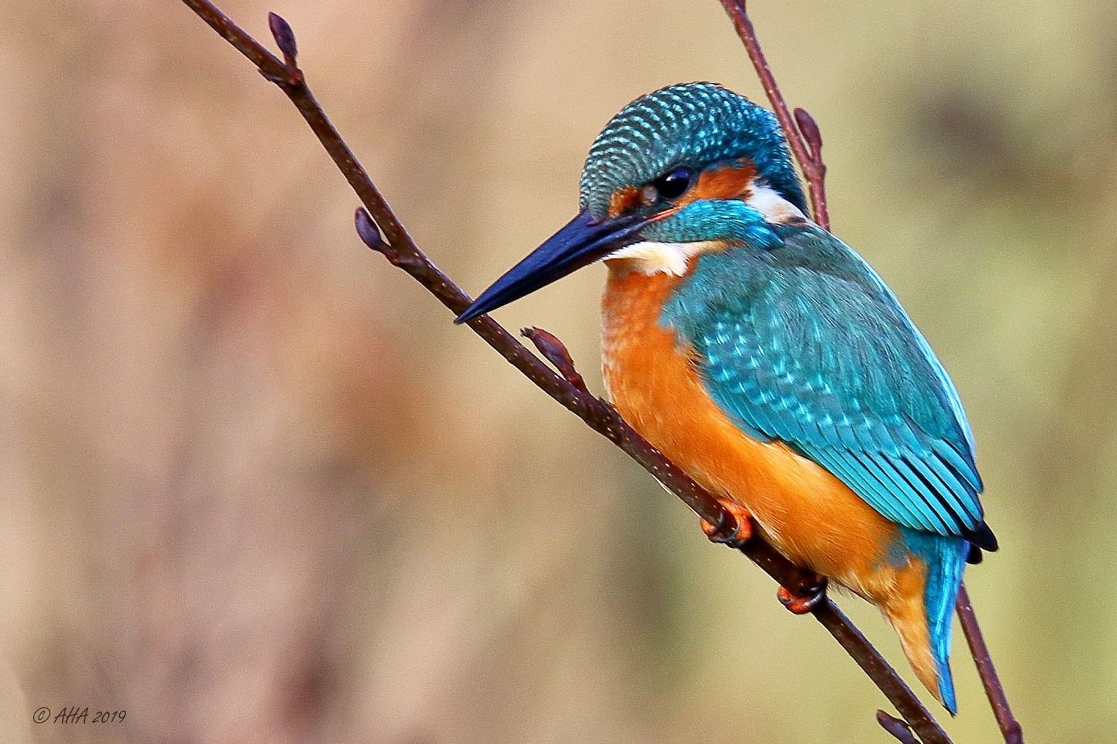 BUNT Foto & Bild | tiere, wildlife, wild lebende vögel Bilder auf