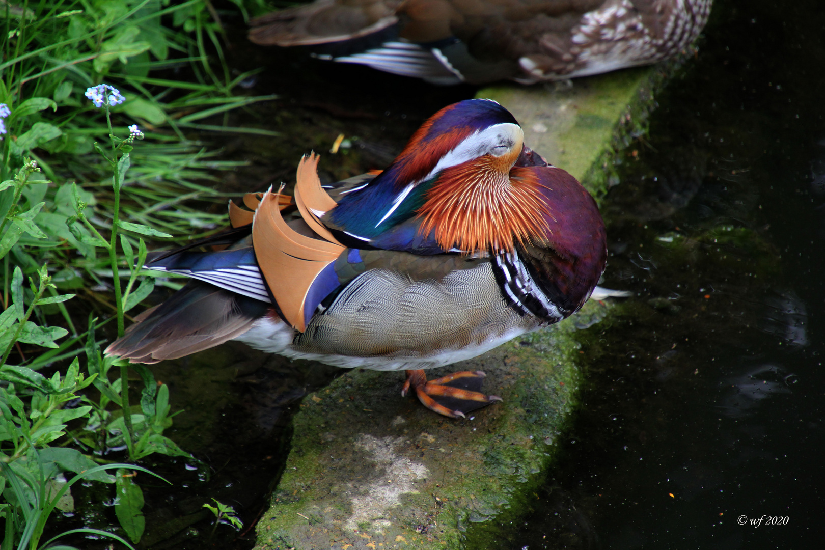 BUNT Foto & Bild | tiere, wildlife, wild lebende vögel Bilder auf