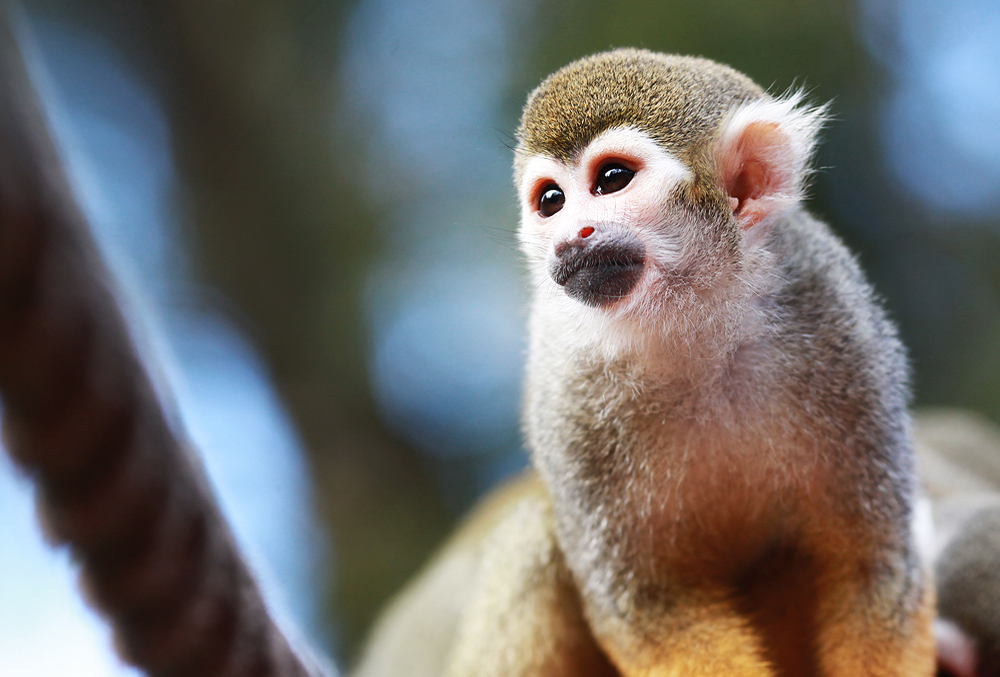 bunt Foto & Bild | tiere, zoo, wildpark & falknerei, säugetiere Bilder