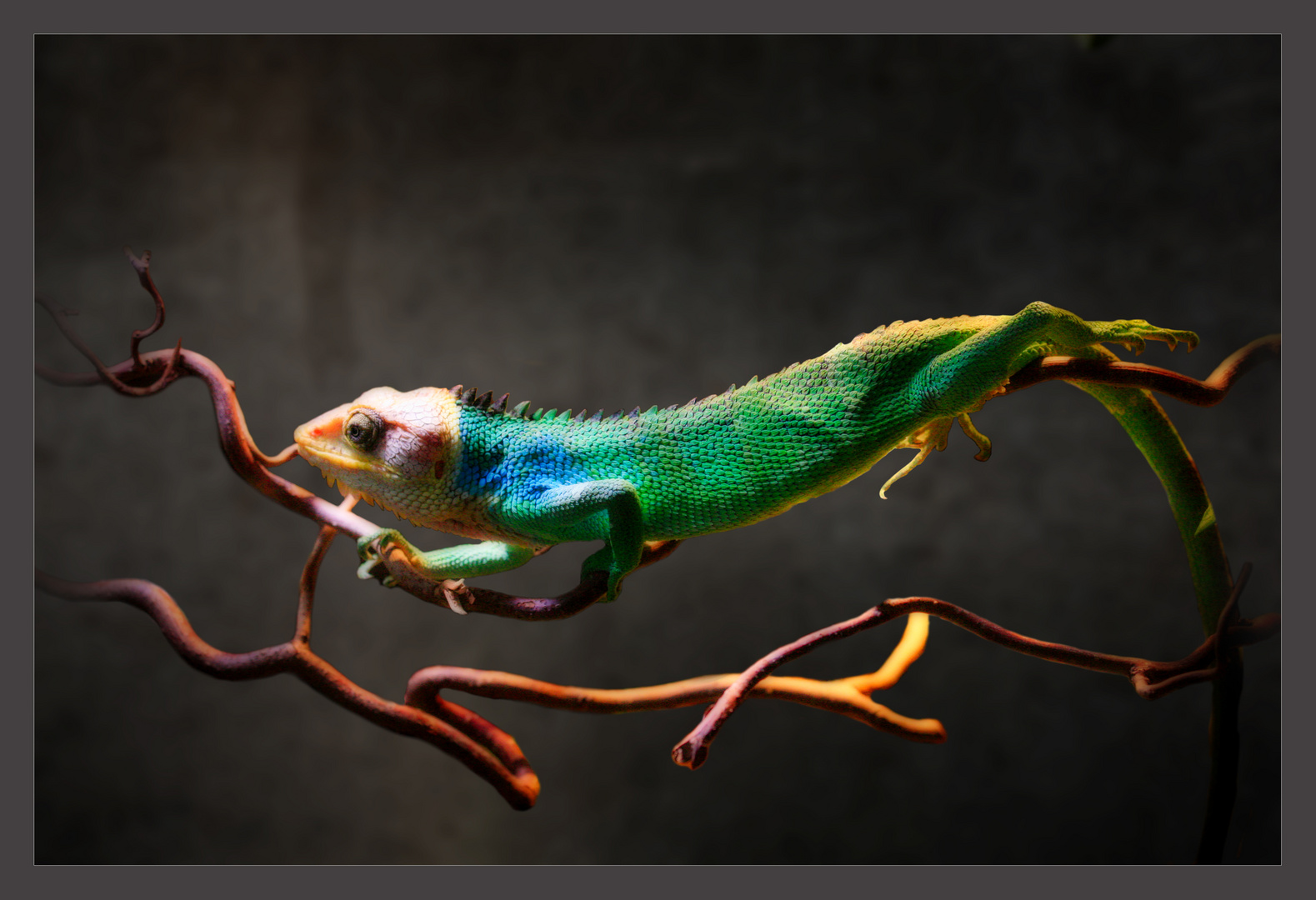 Bunt! Foto & Bild | abstraktes, tiere, wildlife Bilder auf fotocommunity