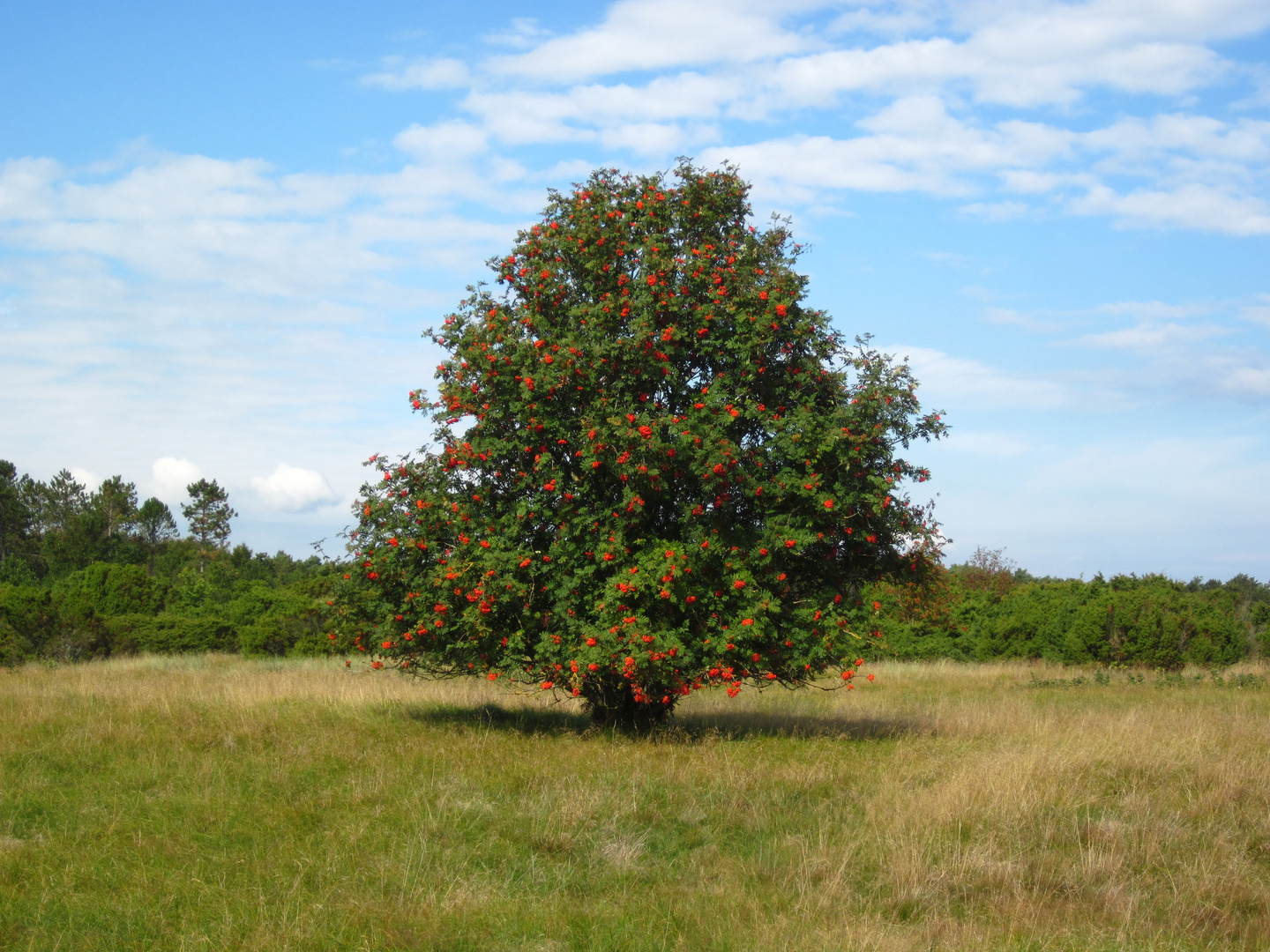 bunt aber allein