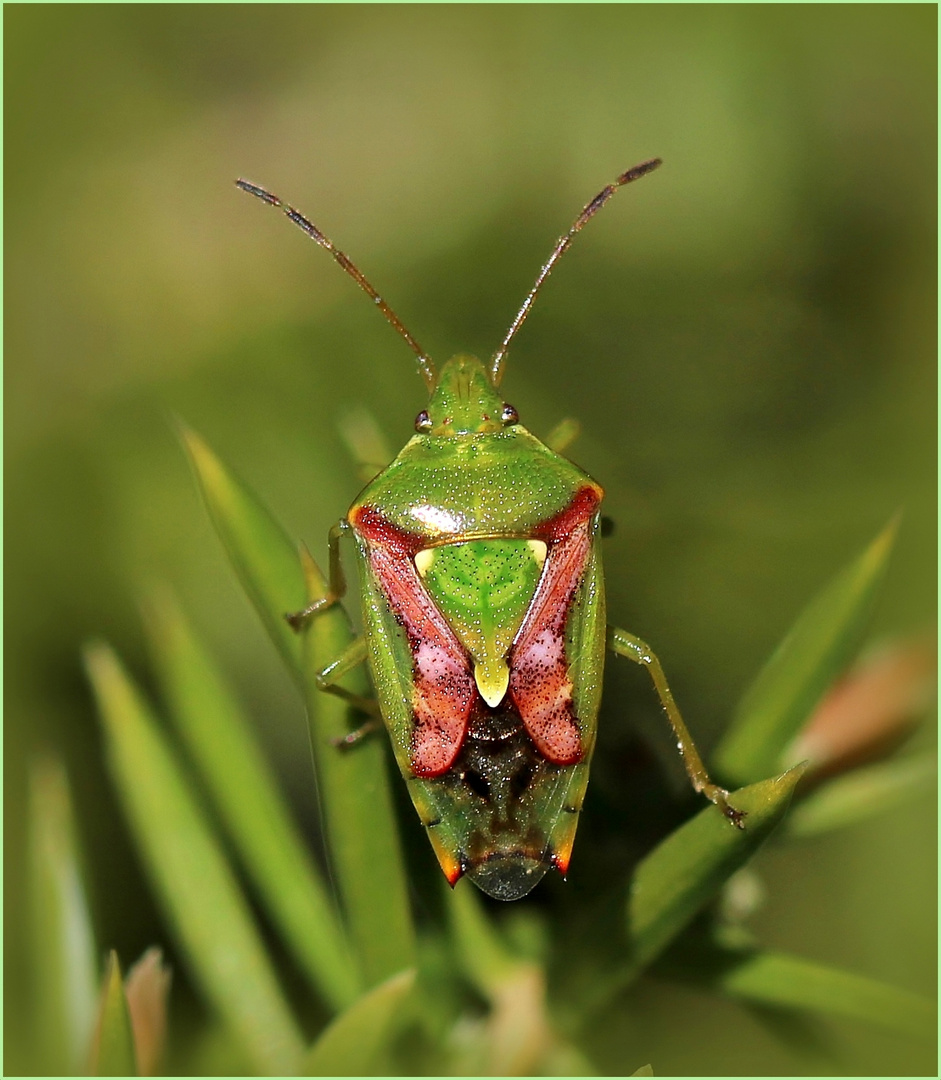 Bunt... bunter... Buntrock (Cyphostethus tristriatus).