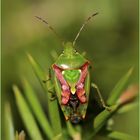 Bunt... bunter... Buntrock (Cyphostethus tristriatus).