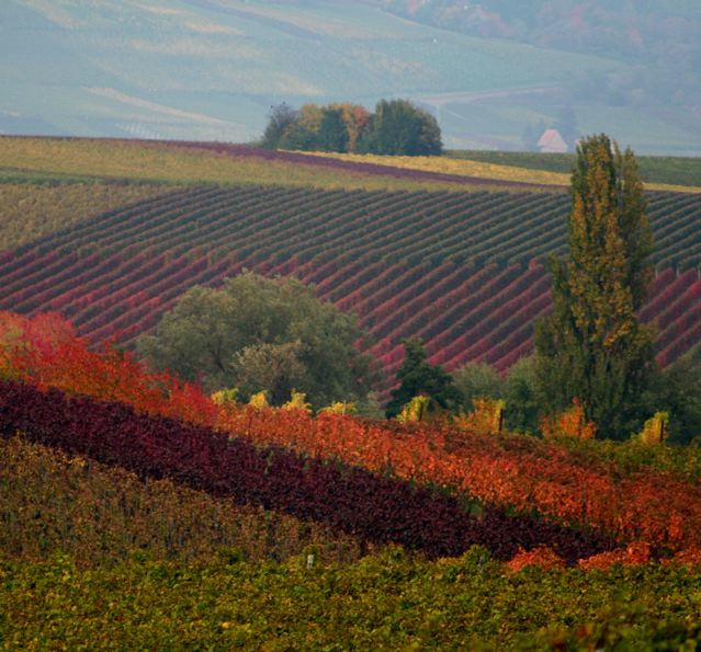 bunt, bunter, Herbst!