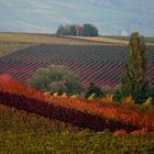 bunt, bunter, Herbst!