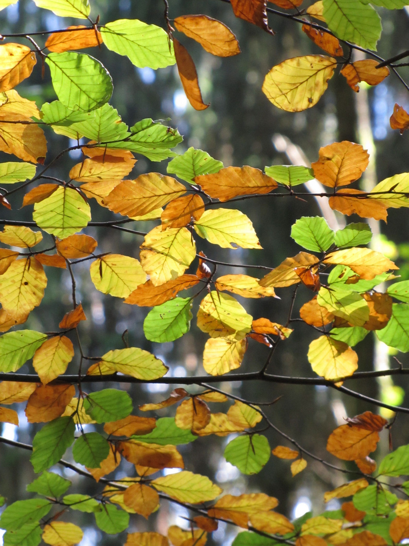 bunt, bunter, Wald