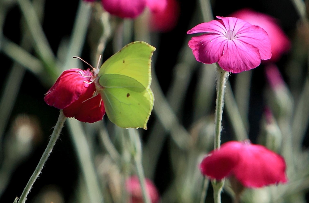 bunt bunter...Sommer