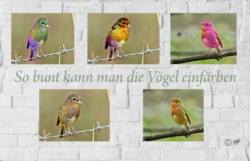 Bunt eingefärbte Vögel 