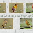 Bunt eingefärbte Vögel 