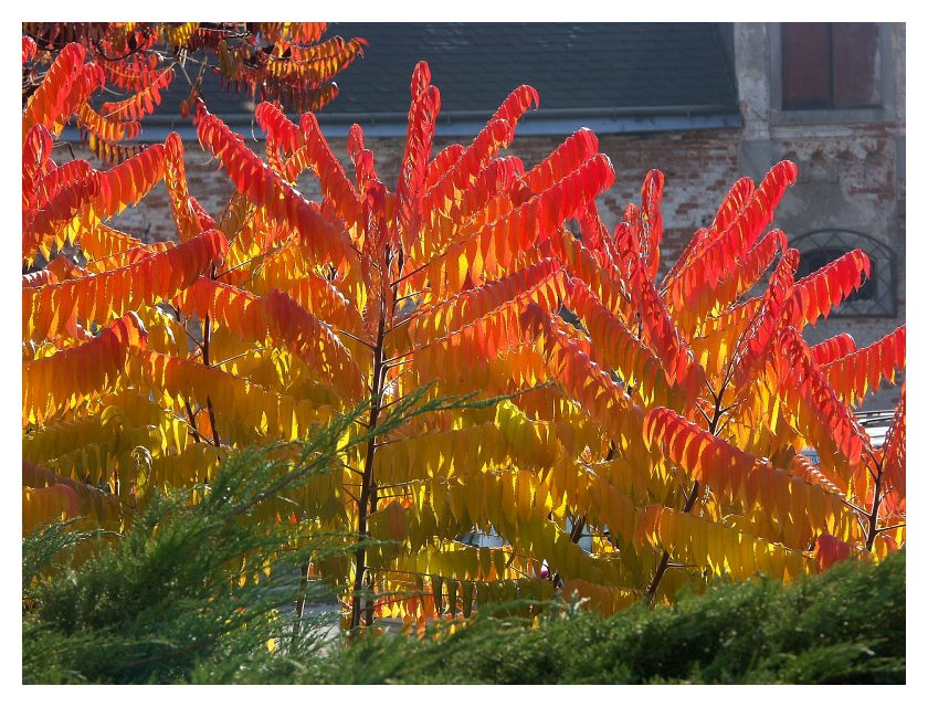 Bunt - Essigbaum im Herbst