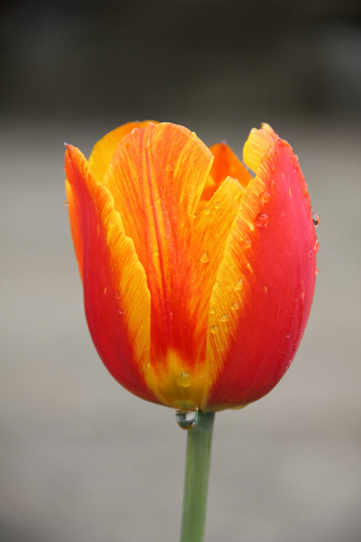 bunt gefärbte Tulpe nach dem Regen