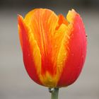 bunt gefärbte Tulpe nach dem Regen